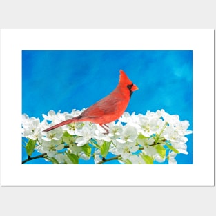 Northern Cardinal in an Apple Tree Posters and Art